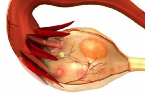 幫助卵泡天然發(fā)育的食物有哪些？這些促排食物千萬(wàn)別錯(cuò)過(guò)